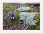 Deer Moss and Cone * 1600 x 1200 * (787KB)